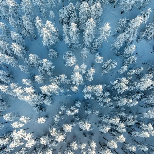 Alpin D’hôme I Photo sapins Hiver